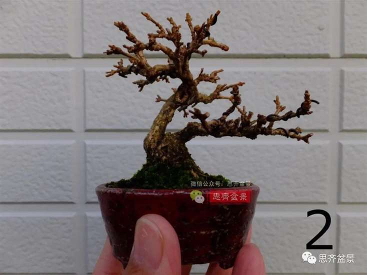 图解 微型双干香枫盆景6年的制作过程