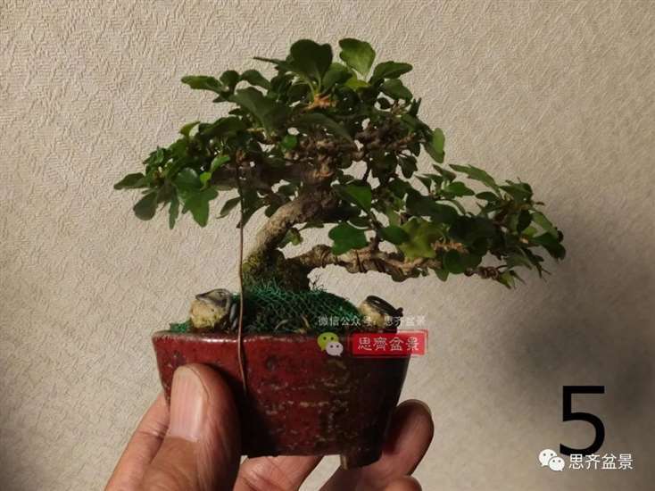 图解 微型双干香枫盆景6年的制作过程