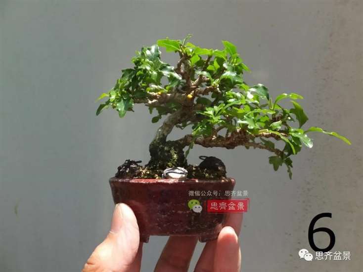 图解 微型双干香枫盆景6年的制作过程