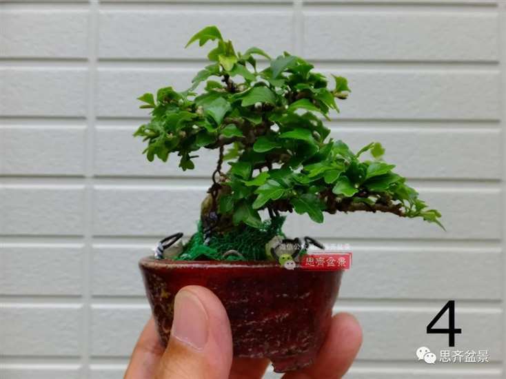 图解 微型双干香枫盆景6年的制作过程