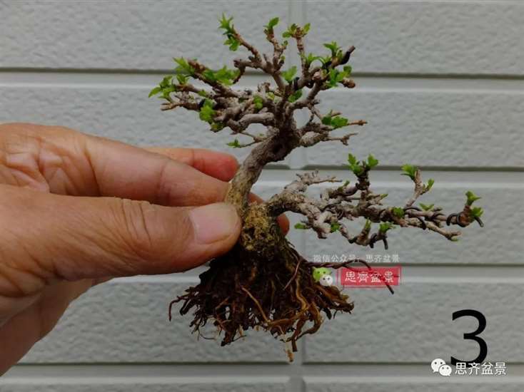 图解 微型双干香枫盆景6年的制作过程