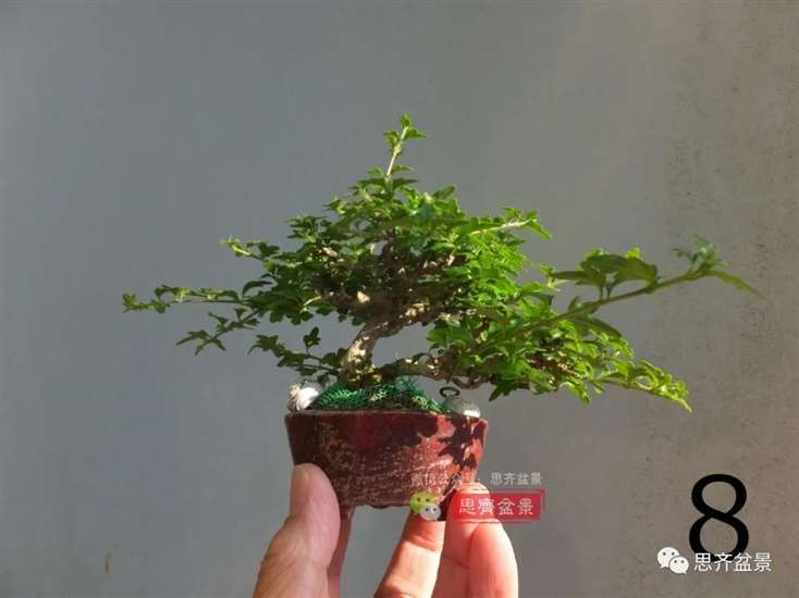 图解 微型双干香枫盆景6年的制作过程