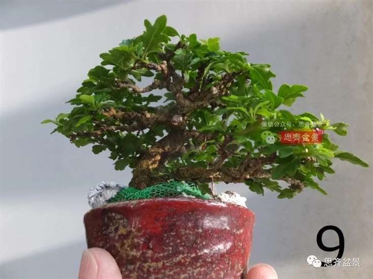 图解 微型双干香枫盆景6年的制作过程