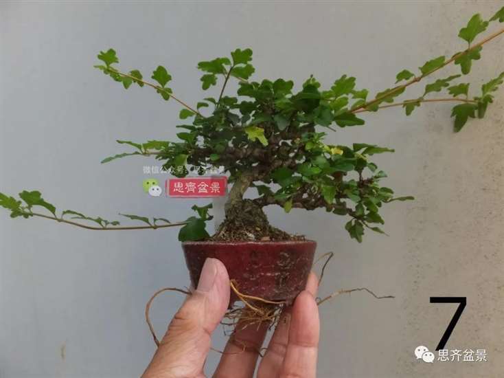 图解 微型双干香枫盆景6年的制作过程