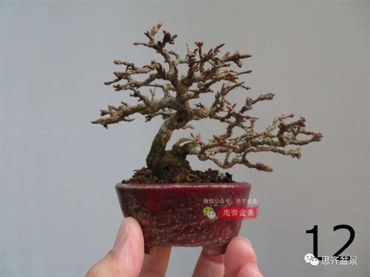 图解 微型双干香枫盆景6年的制作过程