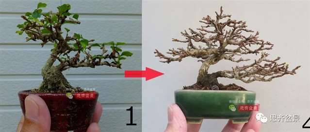 图解 微型双干香枫盆景6年的制作过程