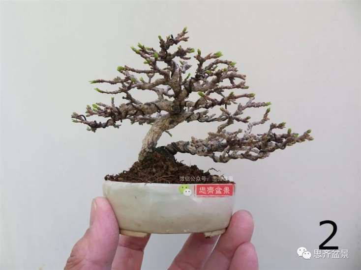 图解 微型双干香枫盆景6年的制作过程