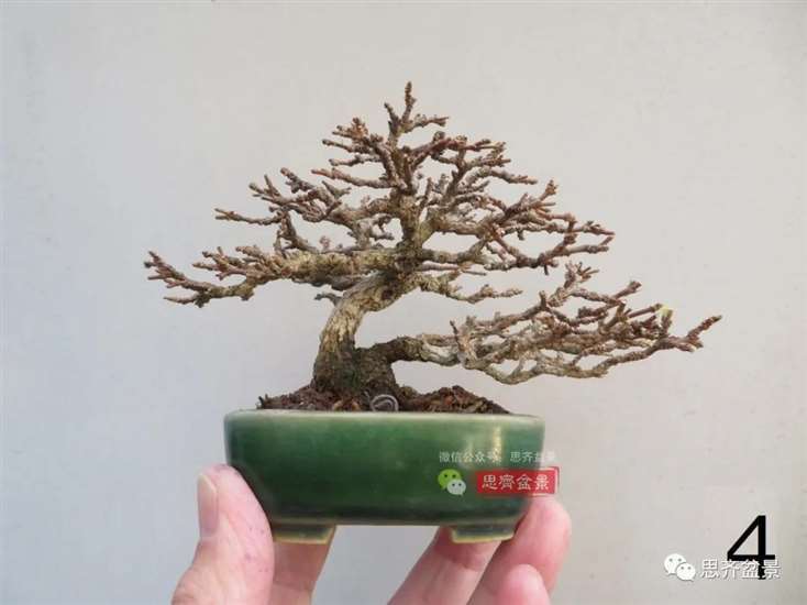 图解 微型双干香枫盆景6年的制作过程