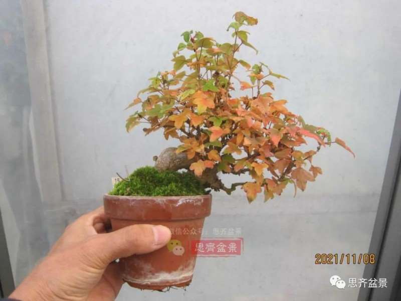 图解 微型三角枫盆景怎么摘叶修剪的13个过程