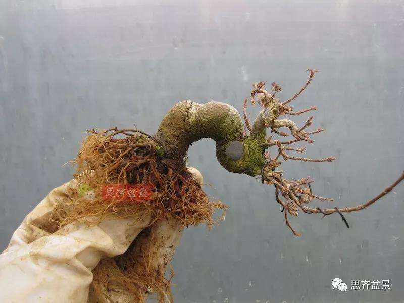 图解 微型三角枫盆景怎么摘叶修剪的13个过程