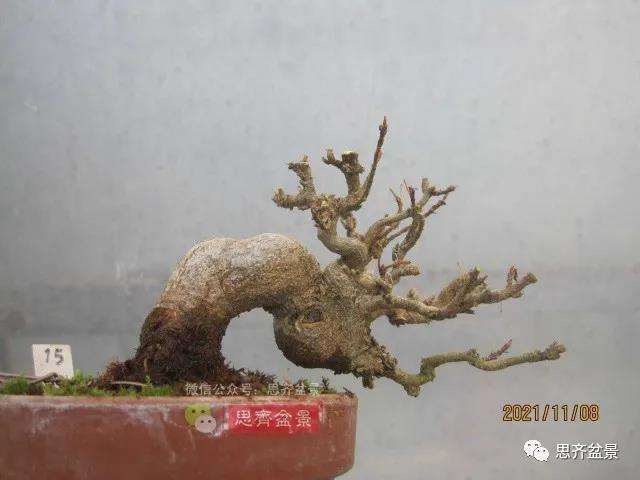 图解 微型三角枫盆景怎么摘叶修剪的13个过程
