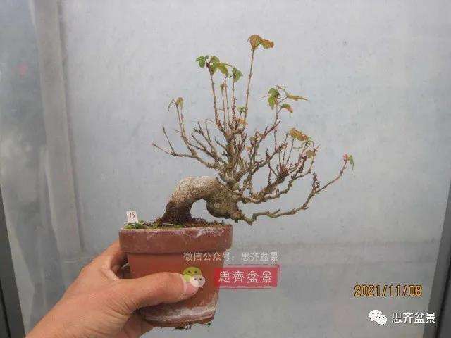 图解 微型三角枫盆景怎么摘叶修剪的13个过程