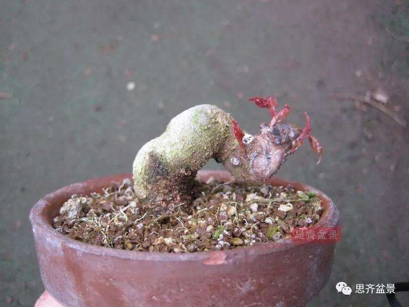 图解 微型三角枫盆景怎么摘叶修剪的13个过程