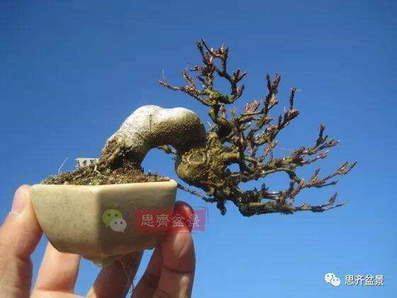 图解 微型三角枫盆景怎么摘叶修剪的13个过程