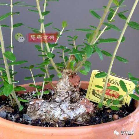 图解 橄榄下山桩7年制作成盆景的过程