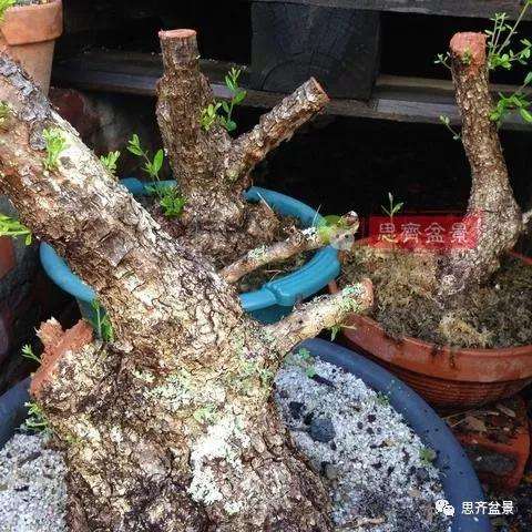 图解 橄榄下山桩7年制作成盆景的过程