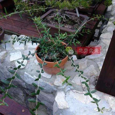 图解 橄榄下山桩7年制作成盆景的过程