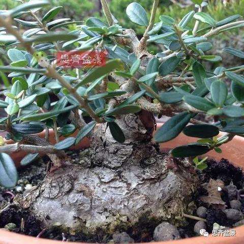 图解 橄榄下山桩7年制作成盆景的过程