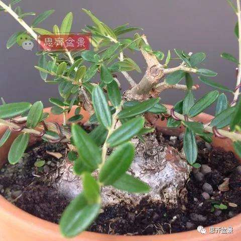 图解 橄榄下山桩7年制作成盆景的过程