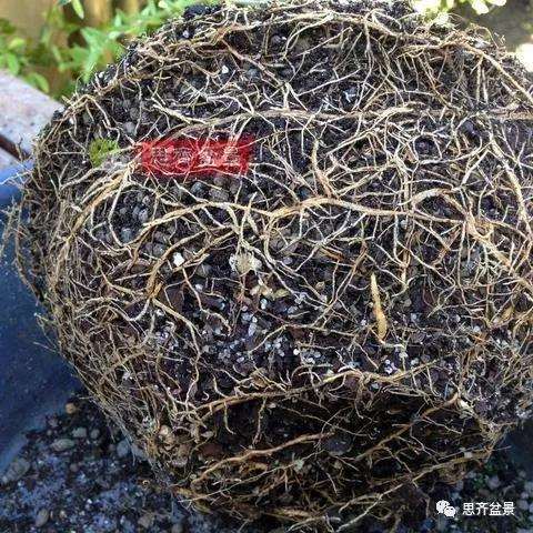 图解 橄榄下山桩7年制作成盆景的过程