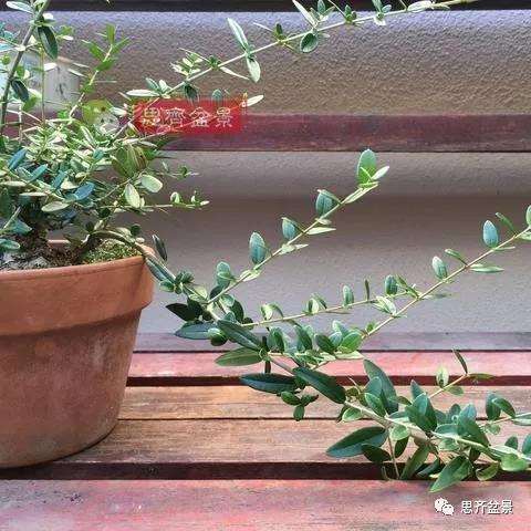 图解 橄榄下山桩7年制作成盆景的过程