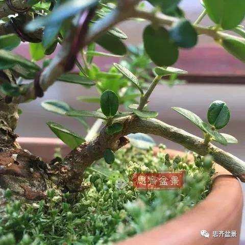 图解 橄榄下山桩7年制作成盆景的过程