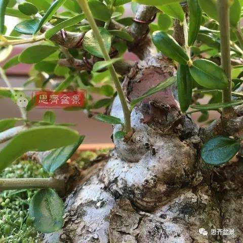 图解 橄榄下山桩7年制作成盆景的过程