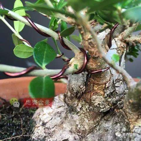 图解 橄榄下山桩7年制作成盆景的过程