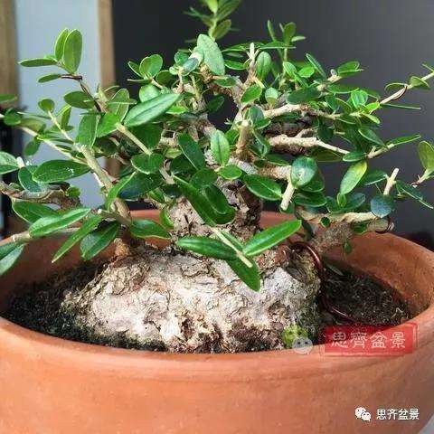 图解 橄榄下山桩7年制作成盆景的过程