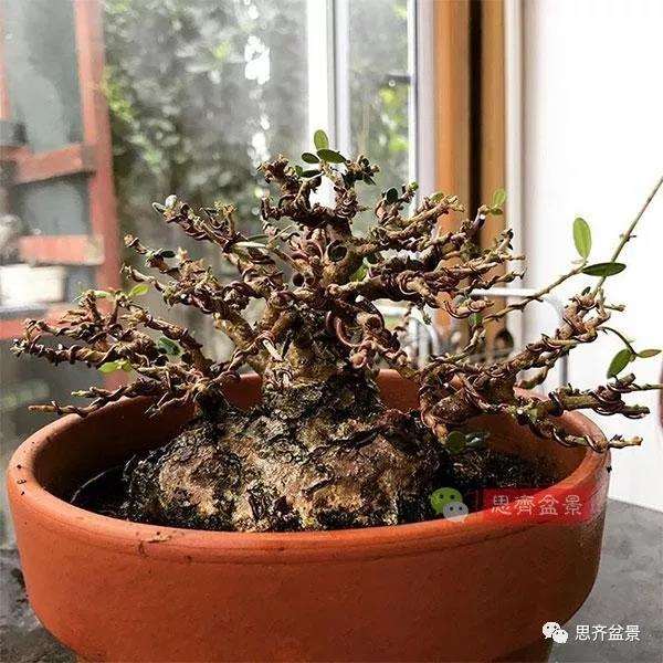 图解 橄榄下山桩7年制作成盆景的过程