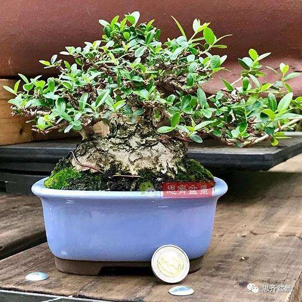 图解 橄榄下山桩7年制作成盆景的过程