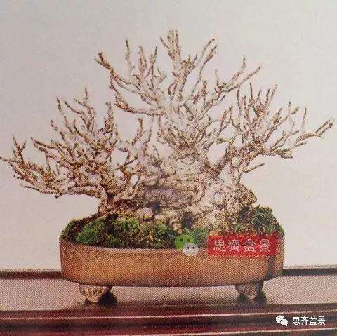 图解 橄榄下山桩7年制作成盆景的过程