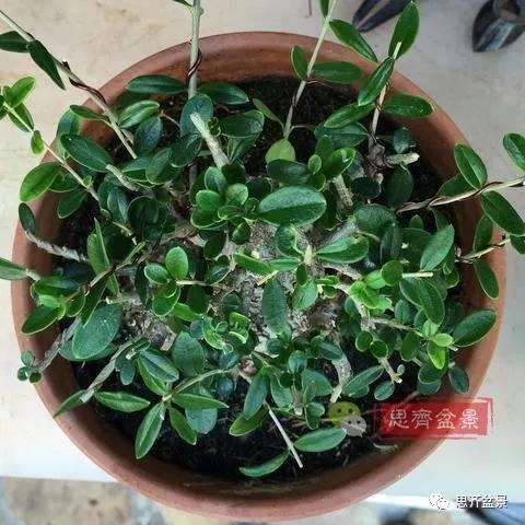 图解 橄榄下山桩7年制作成盆景的过程