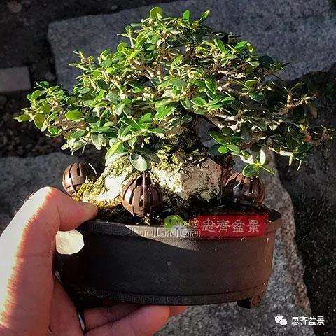 图解 橄榄下山桩7年制作成盆景的过程