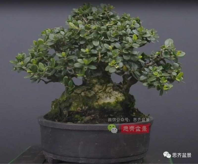 图解 橄榄下山桩7年制作成盆景的过程