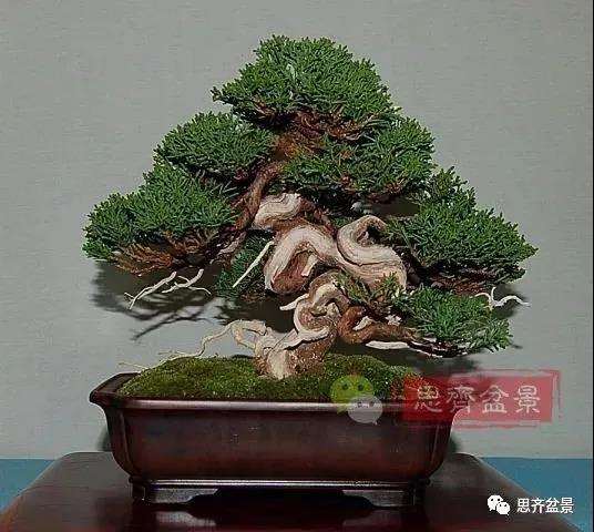 图解 真柏盆景主干怎么扭曲拿弯的21个过程