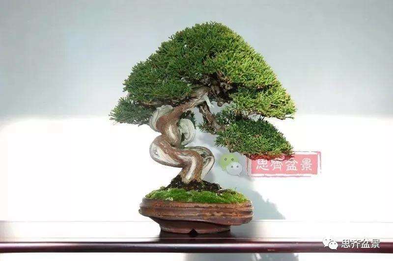 图解 真柏盆景主干怎么扭曲拿弯的21个过程