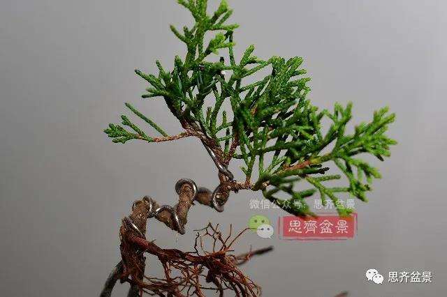 图解 真柏盆景主干怎么扭曲拿弯的21个过程