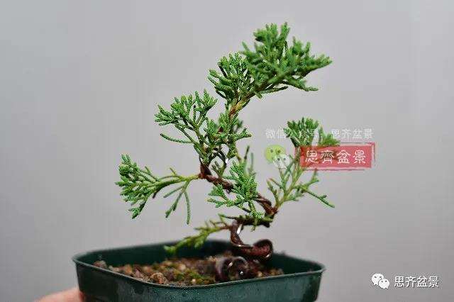 图解 真柏盆景主干怎么扭曲拿弯的21个过程