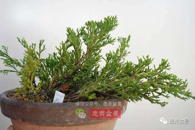 图解 真柏盆景主干怎么扭曲拿弯的21个过程