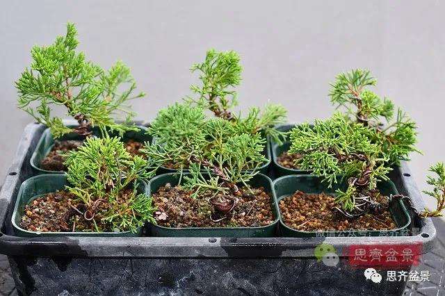 图解 真柏盆景主干怎么扭曲拿弯的21个过程