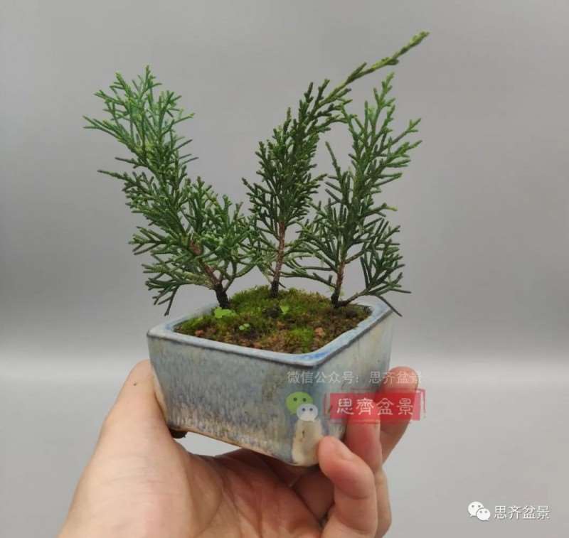 图解 真柏盆景主干怎么扭曲拿弯的21个过程