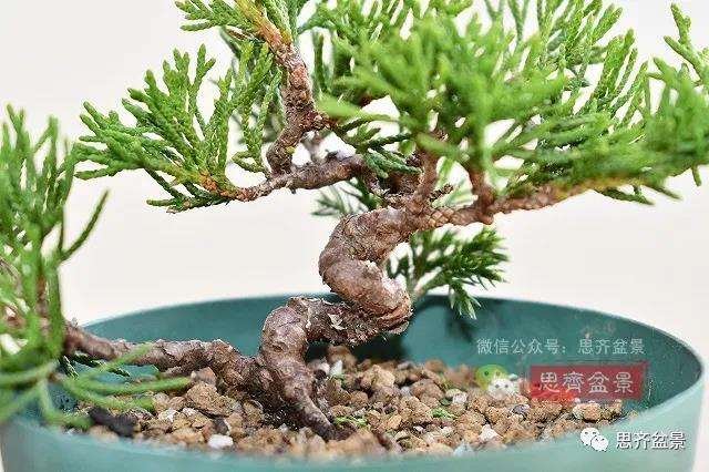 图解 真柏盆景主干怎么扭曲拿弯的21个过程