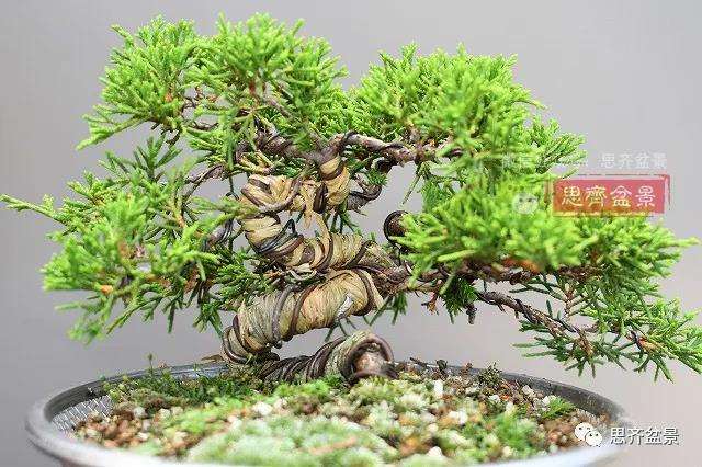 图解 真柏盆景主干怎么扭曲拿弯的21个过程