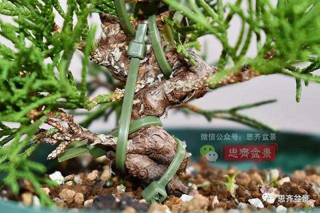 图解 真柏盆景主干怎么扭曲拿弯的21个过程