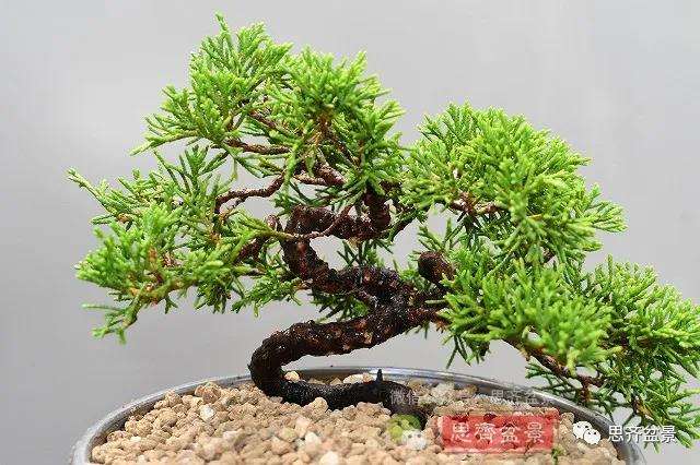 图解 真柏盆景主干怎么扭曲拿弯的21个过程