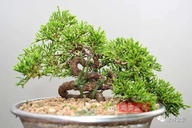图解 真柏盆景主干怎么扭曲拿弯的21个过程