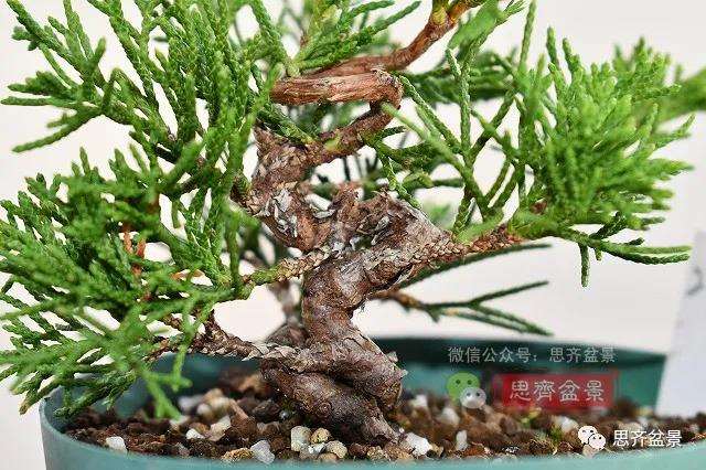 图解 真柏盆景主干怎么扭曲拿弯的21个过程
