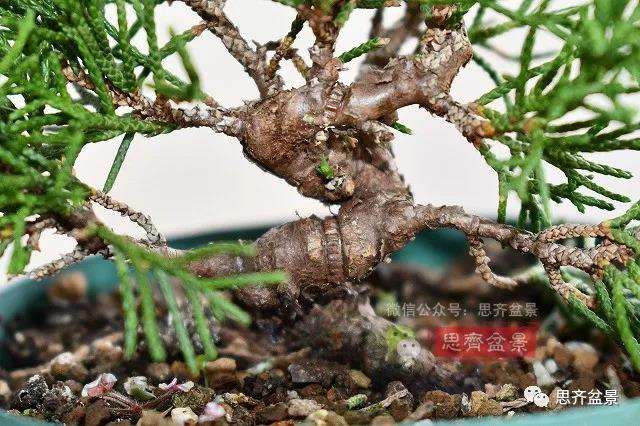 图解 真柏盆景主干怎么扭曲拿弯的21个过程