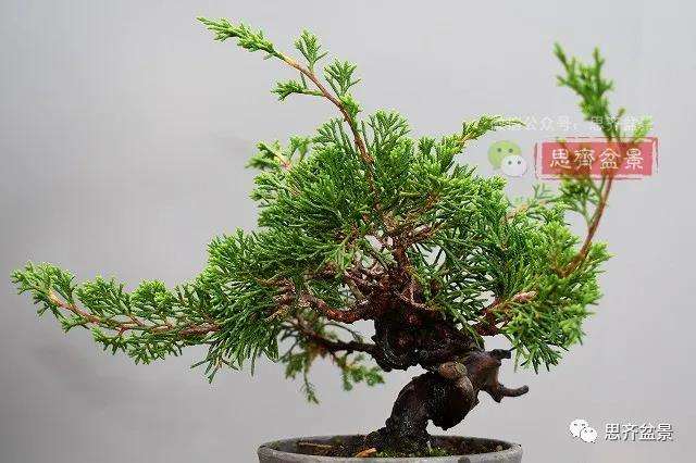 图解 真柏盆景主干怎么扭曲拿弯的21个过程